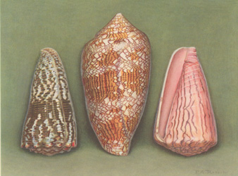 Conus imperialis L